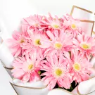 Pink Envy - Standard