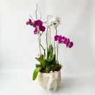 Élouen Orchids - Standard