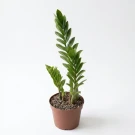 Zamioculcas Zamiifolia - Standard