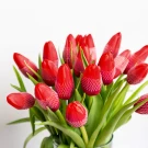 Red Tulips (20 Stems) - Standard