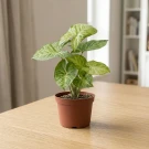 Arrowhead Syngonium - Standard