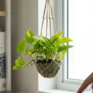 Hanging Golden Pothos - Standard