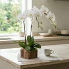 Valerique Double Stem Orchid - White