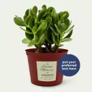 In Loving Memory Plant - Standard