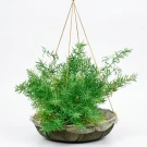 Hanging Asparagus Fern - Standard