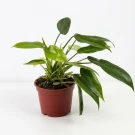 Philodendron Temptation - Standard