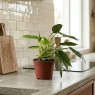 Philodendron Temptation - Standard