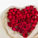 Love in Full Bloom - Standard