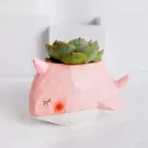 Echeveria Buy More Save More - default