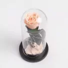 Coral Charm - Default