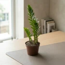 Zamioculcas Zamiifolia - Standard