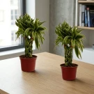 Twin Lucky Bamboo Plant. - Standard