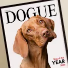 Dogue Frame - Standard
