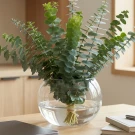 Eucalyptus Bowl
