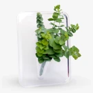 Eucalyptus Plant Acrylic Vase