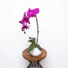 Dark Purple Phalaenopsis Orchids - Standard