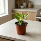 Golden Pothos - Standard