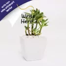 Write & Grow - default