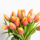 Red-Orange Tulips (20 Stems) - Standard
