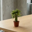 Lucky Bamboo - Standard