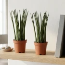 Twin Bacularis Plant - Standard