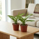 Twin Silver King Plant. - Standard