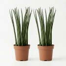 Twin Bacularis Plant - Standard