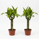 Twin Fortune Plant - Standard