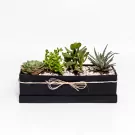 Plant Palette - default