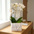 Lumière Orchids - Standard