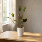 Calathea Louisae - Standard