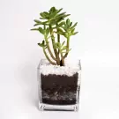 Garden's Gift - default