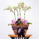 You Are My Sunshine Orchid - default