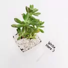 Write & Grow - default
