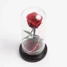 Beauty and the Beast Rose.