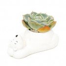 Echeveria succulent with green and golden leaves in white ceramic bear planter