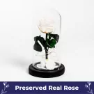 Moonlight Magic - default