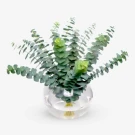 Eucalyptus Bowl