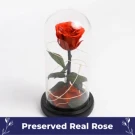 Beauty and the Beast Rose.