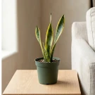 Snake Plant - Standard