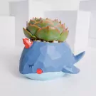 Echeveria Buy More Save More - default