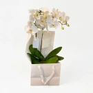 Lumière Orchids - Standard