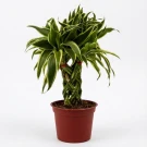 Lucky Bamboo - Standard