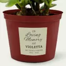In Loving Memory Plant - Standard