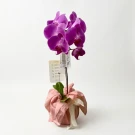Aurelisse Orchids - Standard