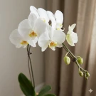 Orléane Single Stem Orchid - White