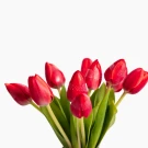 Red Tulips (10 Stems) - Standard