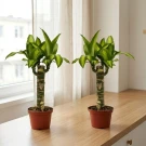 Twin Fortune Plant - Standard