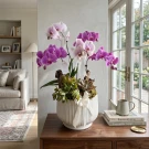 Violetta Orchids - Standard