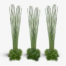 Thai Grass Wall - Standard